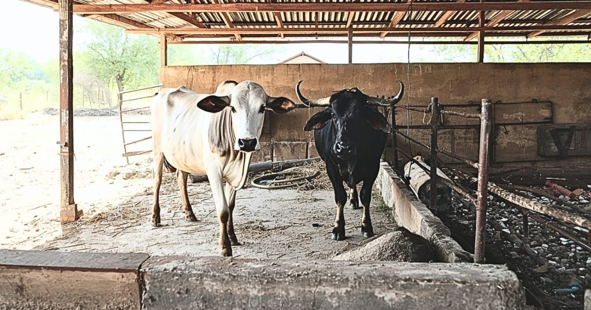 गर्मी के मौसम में छायादार शेड में खड़ी गाय और भैंस