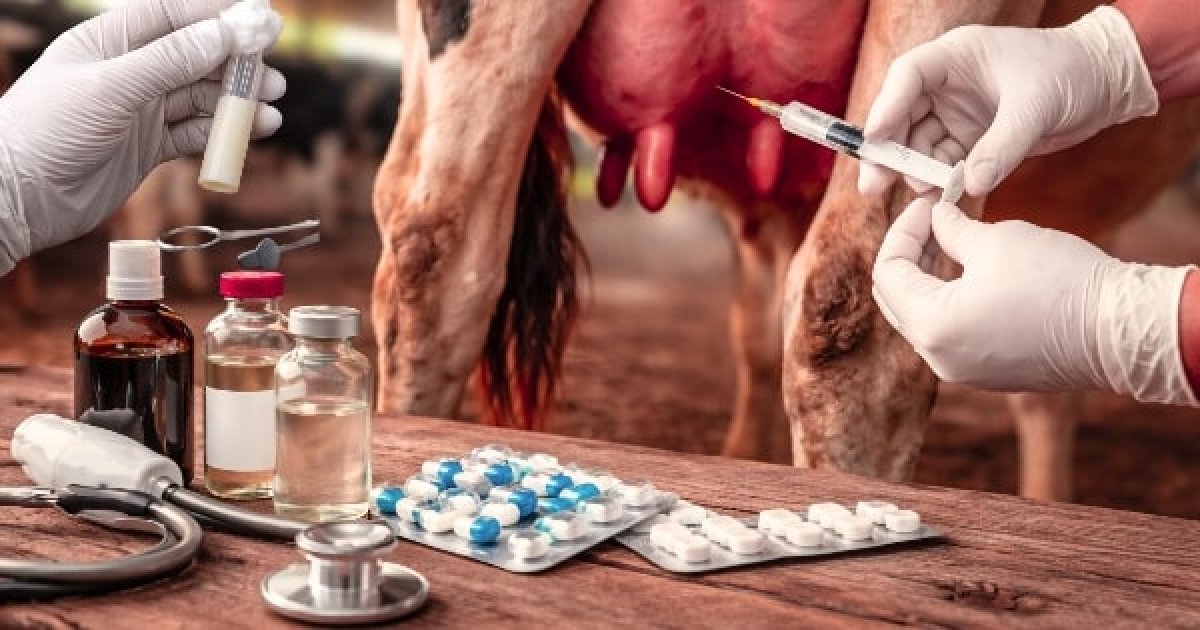 गाय-भैंस में मास्टाइटिस (Mastitis): ABST आधारित “सही एंटीबायोटिक” से तेज़ और किफायती इलाज