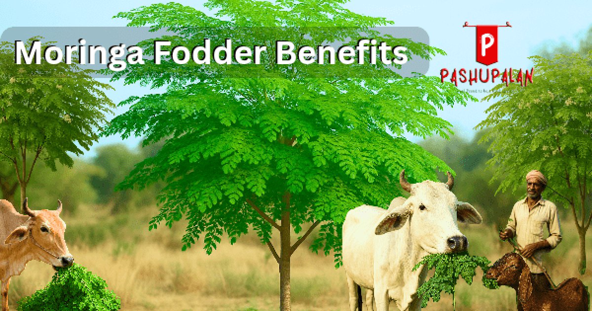 सहजन (Moringa) – दूध देने वाले पशुओं के लिए उच्च गुणवत्ता वाला प्राकृतिक हरा चारा