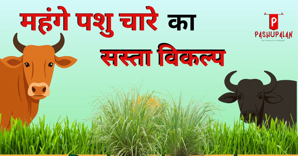 Fodder options (पशु चरा और विकल्प)