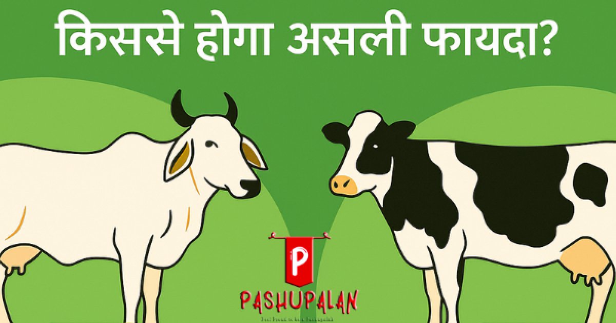 Desi vs Videsi Gaay (Indian vs Crossbreed Cow)