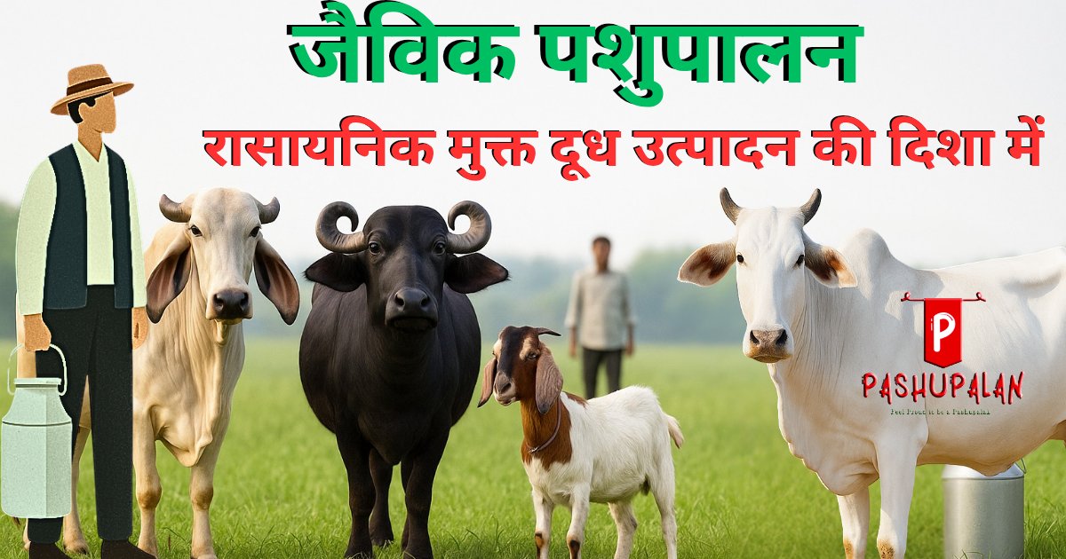 जैविक पशुपालन – रासायनिक मुक्त दूध उत्पादन