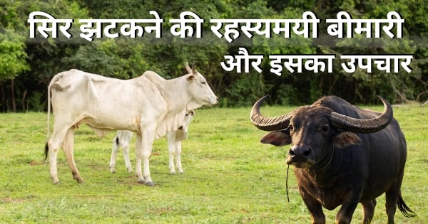 ट्राइजेमिनल‑मीडिएटेड हैडशेकिंग