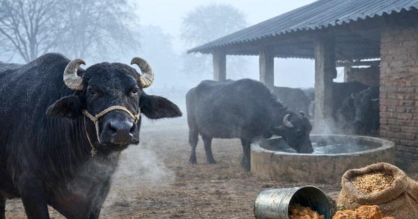 सर्दियों में भैंसों में दूध कम हो जाता है