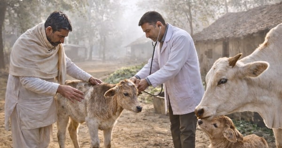 In winter, urinary stones in young male animals (calves, buffalo calves, goats) = Silent Killer